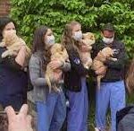 Therapy puppies show appreciation for MedStar nurses.