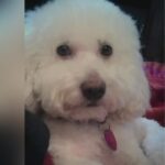 4 PetSmart Employees Facing Charges After Dog Strangled To Death During Grooming Visit.