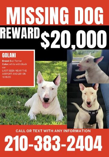 Combat veteran desperate for return of service dog, offering $20,000 reward.