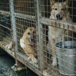 Missouri tops list of problem puppy mills in Humane Society report.