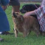 Dogs reunited with owner on live TV after Texas house fires.