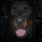 10-month-old baby dies after being attacked by 2 family dogs in Johnston County.