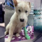 Valley animal rescue treats puppy found abandoned in box with heartfelt letter from owners.