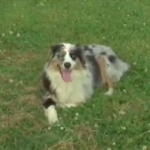 Maryville family wants apology from mail carrier accused of running over dog.