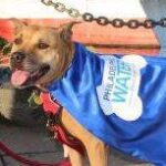 Philadelphia Water Department looking for adoptable dog to help combat urban pollution.