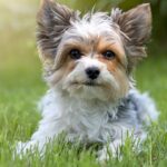 Westminster Kennel Club Dog Show returns with 4 new breeds.