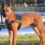 ‘You Went Out a Lion': Tributes Pour in for Police Dog Killed in Braintree Shootout.