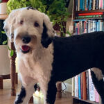 Bunny, Tacoma’s ‘talking’ dog, captures attention of millions on the internet  Read more here: https://www.thenewstribune.com/news/local/article246502990.html#storylink=cpy