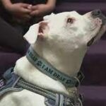 Superhero Therapy Dog ‘Cole The Deaf Dog’ Helping South Jersey Students Overcome So Much.