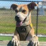 Deputy Chance named semi-finalist for American Humane Hero Dog Award.