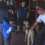 ‘Freddie’ the therapy dog visits firefighters in Boston.