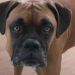 Family protests judge’s order to euthanize dog after it scratched 4-year-old’s face.