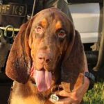 K-9 bloodhound finds endangered 6-year-old Tennessee girl missing for nearly a month.