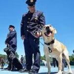 Ten very good boys and girls graduate from NYPD K9 training.