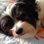 Dogs rescued from pet clinic fire in Clearwater die after being left in hot car.