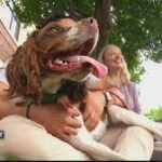 Dog rescued after frightening fall on Superior Hiking Trail.