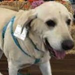 'Hero' dog saves East County teen from rattlesnake bite.