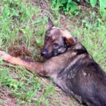 Dog recovering after being shot in the head and back in Perry County.