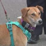 New Yorkers help track down rescue dog on wild New York tour.