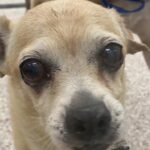 PACC at 'critical capacity', more than 750 dogs in need of homes.