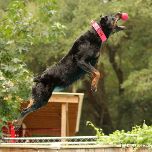 Local dog takes national title in professional dock diving Dog Treat