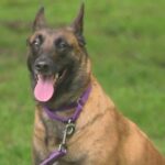 Dog earns Franklin Fire's Civilian Lifesaving Award.