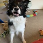 Border Collie called Bear knows all his 52 toys by name and fetches them on command.