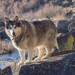 Idaho camper shoots family dog, mistaking it for wolf.