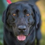 Meet Tony, the very good boy investigating arson across West Tennessee.