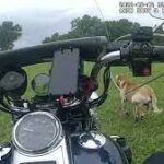 Watch North Texas police officers use ‘incredible’ motorcycle skills to help rescue dog.