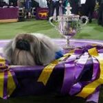 Wasabi the Pekingese wins best in show at Westminster dog show.