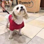 A Yappy Hour was held at the Mall at Fox Run in Newington and it was a hit for all who attended..