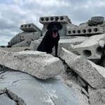 Tampa Fire Rescue's search dog trains to find missing people stuck in rubble.
