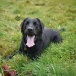 Bear attack injuring dogs caught on camera.