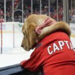 Capitals former team dog finds forever home with retired Maryland Marine.