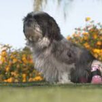 Foster Family Adopts Dog With Two Prosthetic Legs.