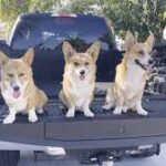 ‘The Flying Corgis’ bring smiles wherever they go.