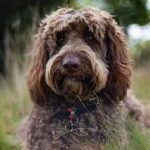 Therapy Dog Digby Helps Save Woman Who Was Contemplating Taking Her Own Life.