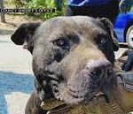 Several Dogs Rescued In Raid Of Alleged Fighting Dog Breeder In El Dorado County.