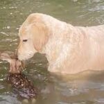 Goldendoodle Saves Fawn from Drowning in a Lake.
