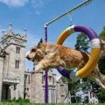 Westminster Dog Show 2021: How to watch and what to know about the competition.