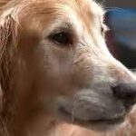 Golden Retriever Chunk, missing for 2 weeks, rescued from Barnegat Bay.