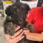 Houston firefighters rescue puppy from underground pipe.