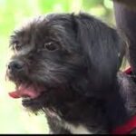 Meet Joy. She’s a small but mighty 5-year-old dog.