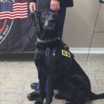 Retired local military dog is finalist for prestigious Hero Dog Award.