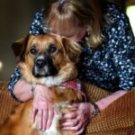 Dog ejected from vehicle in Idaho crash found two days later herding sheep.