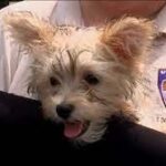 Puppy store owner charged with selling sick dogs after Eyewitness News investigation.