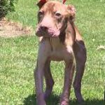 Police in Pittston want to adopt abused dog, train her to be service dog.