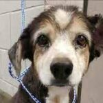 Good Samaritan recognized for helping rescue 16-year-old dog abandoned in Westside dumpster.