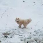 Russian Sailors Rescue Lost Dog Stranded on Arctic Iceberg and Reunite Pup with Her Family.